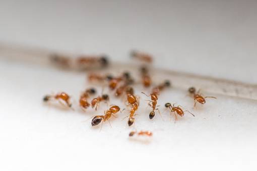 Controle de Formigas